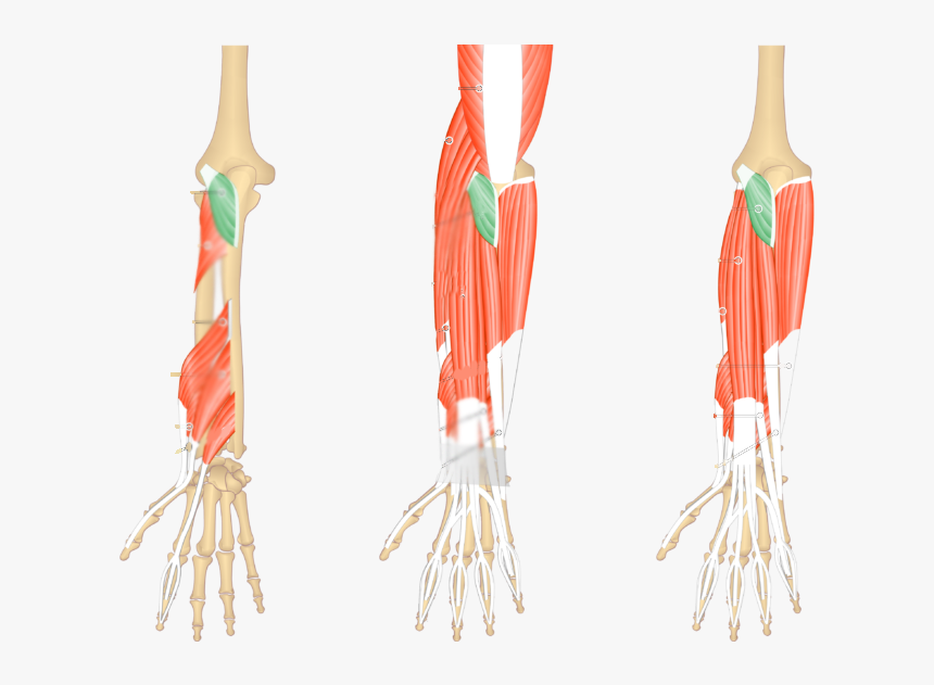 Anconeus Muscle, HD Png Download, Free Download