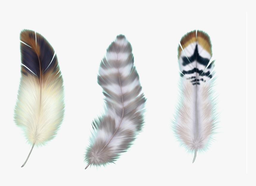 Transparent Background Feather Png White, Png Download, Free Download