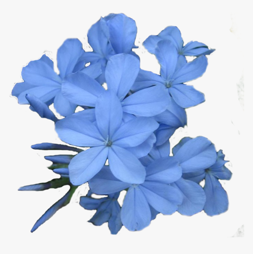 Jasmine Flower Png - Blue Jasmine Flower Png, Transparent Png, Free Download