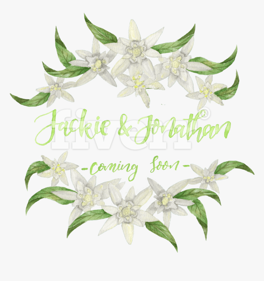 Jasmine , Png Download, Transparent Png, Free Download