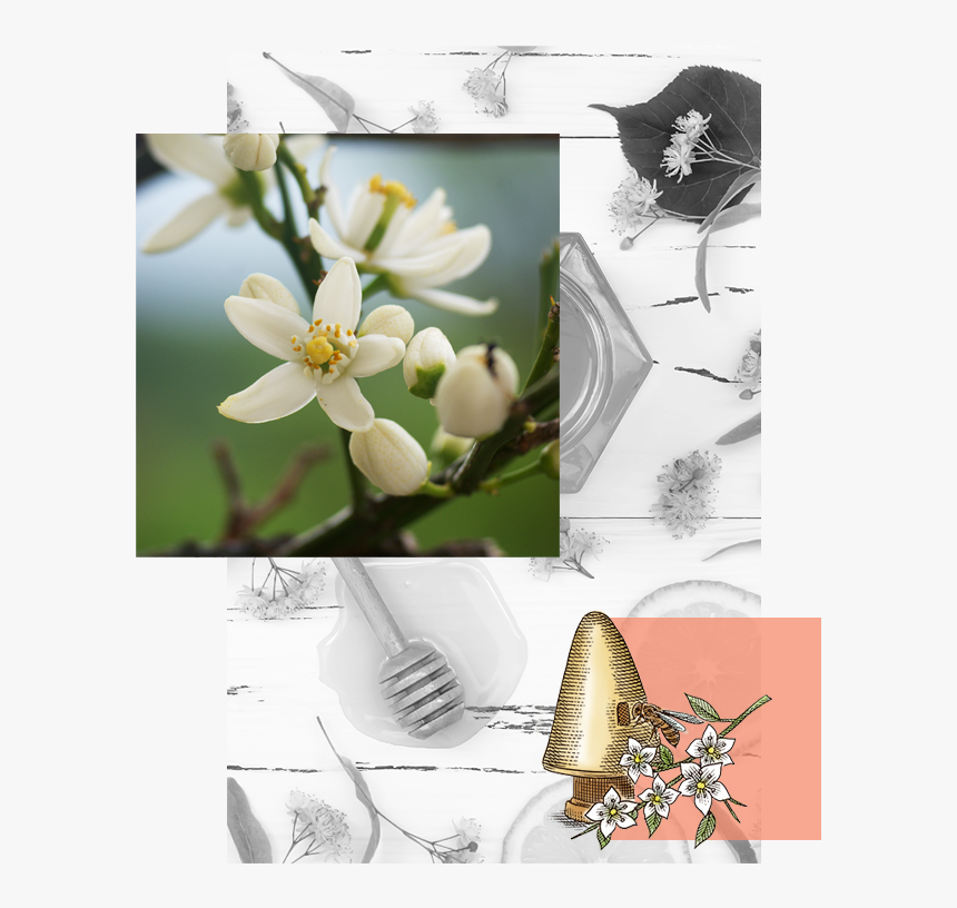 Explore Orange Blossom Honey - Burnet Rose, HD Png Download, Free Download