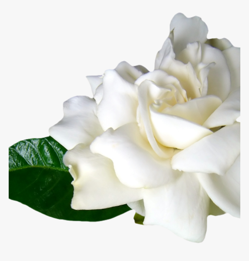 Jasmine - Flores Blancas Png, Transparent Png, Free Download