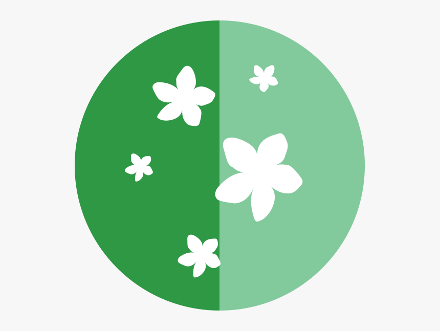 Transparent Jasmine Clipart - Jasmine, HD Png Download, Free Download
