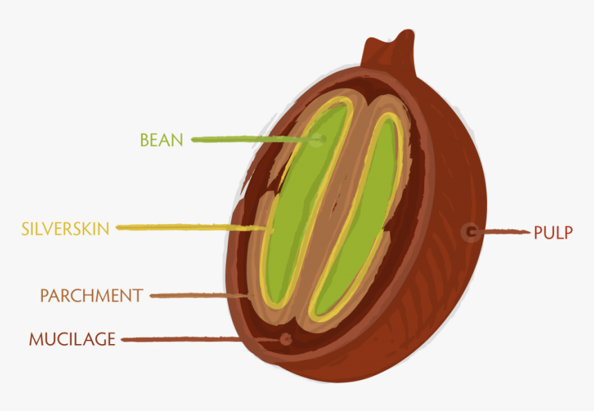 Transparent Coffee Bean Vector Png - Coffee Bean Process, Png Download, Free Download