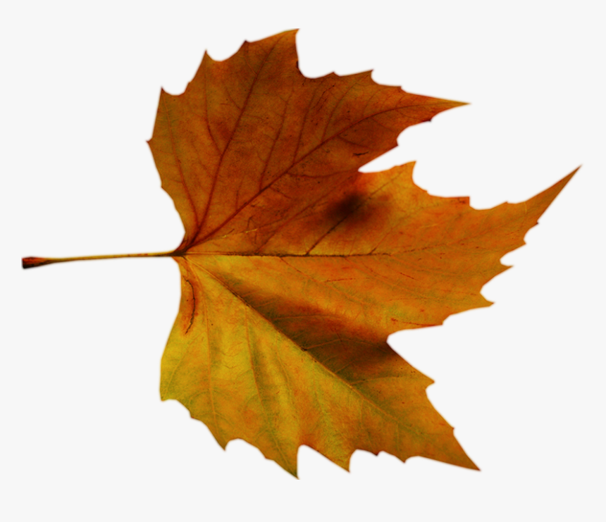 Fee Autumn Leaf Png Images For Your Autumn Design Project - Fall Leaf Psd, Transparent Png, Free Download