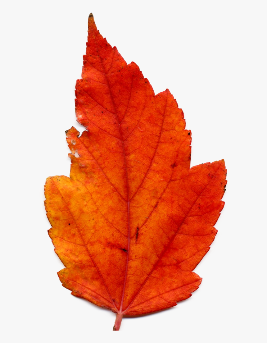 Transparent Fall Background Png - Real Transparent Background Autumn Leaves Png, Png Download, Free Download