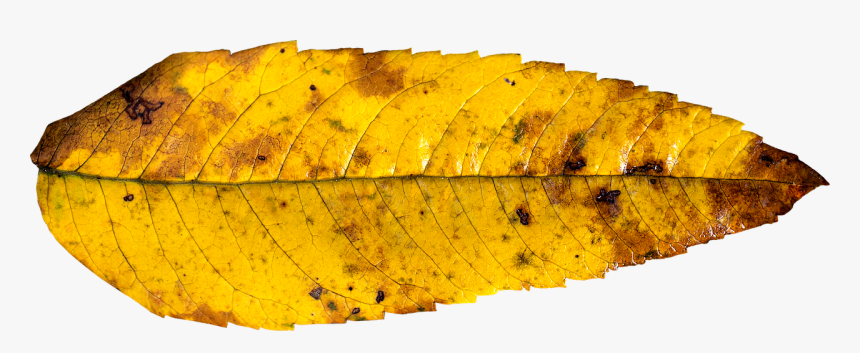 Fall Leaf Yellow, HD Png Download, Free Download