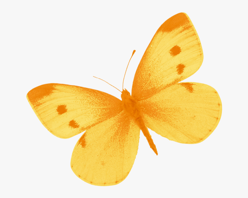 Yellow Butterfly Png By Heemi - Free Images Yellow Butterfly, Transparent Png, Free Download