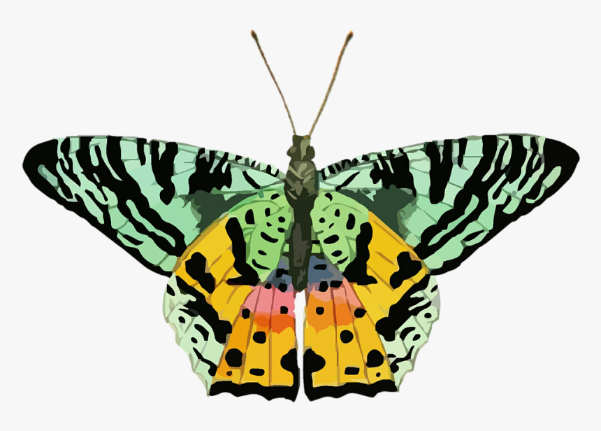 Nature Clipart Butterfly - Schmetterling Clipart Grün, HD Png Download, Free Download