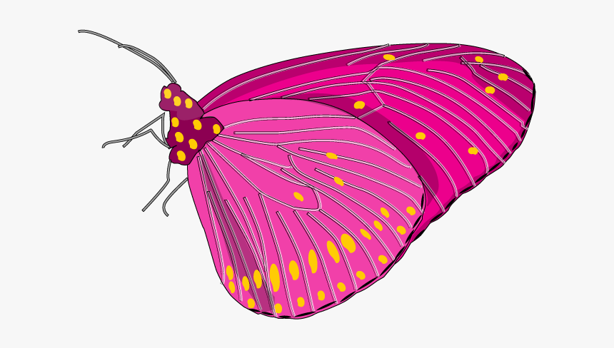 Original Butterflies Png, Transparent Png, Free Download