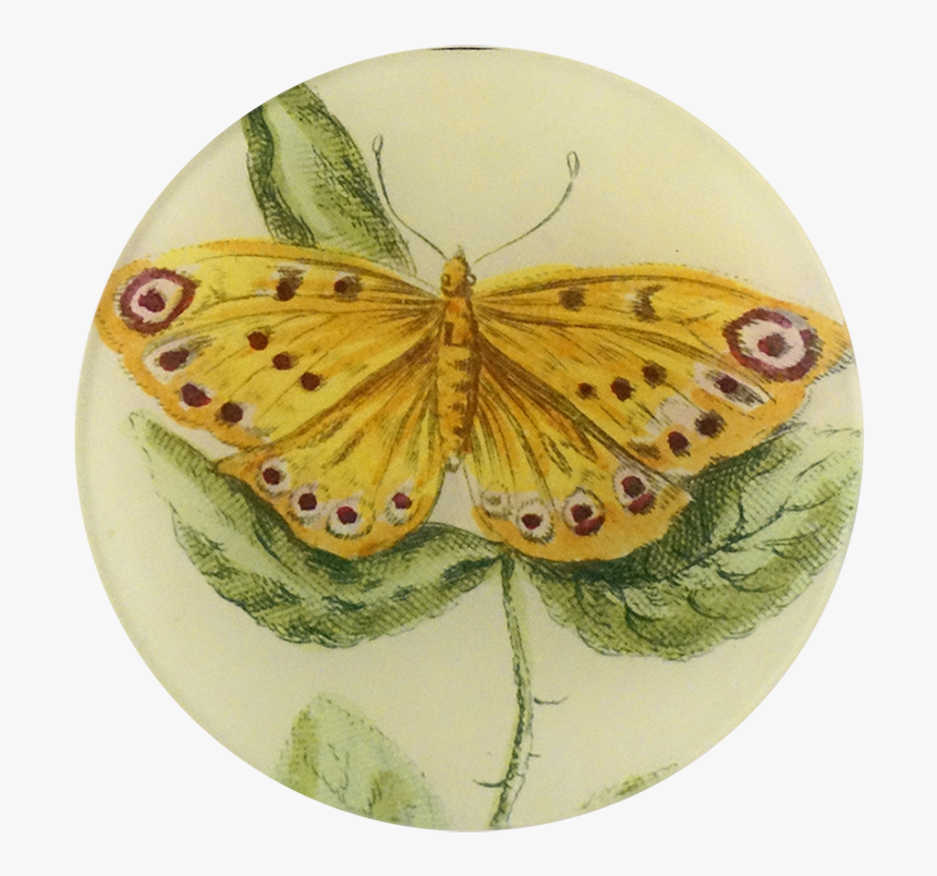 Yellow Butterfly Png, Transparent Png, Free Download