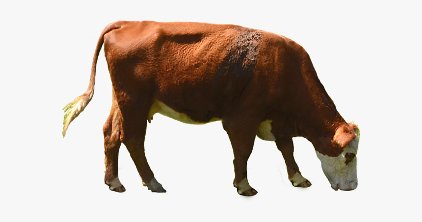 Cow Png - Cow Grazing Png, Transparent Png, Free Download