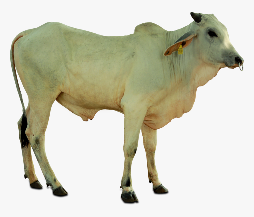 Cow Png Kankrej - Dairy Cow, Transparent Png, Free Download