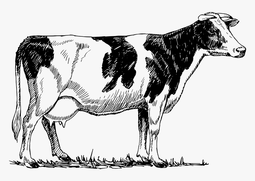 Cows Clipart Prize - Red Cow Drawing, HD Png Download, Free Download
