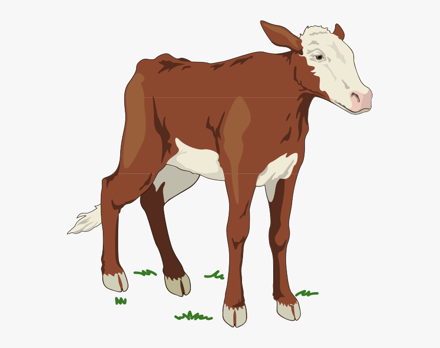 Download Brown And White Baby Cow Svg Clip Arts Cows In Animal Farm Hd Png Download Kindpng