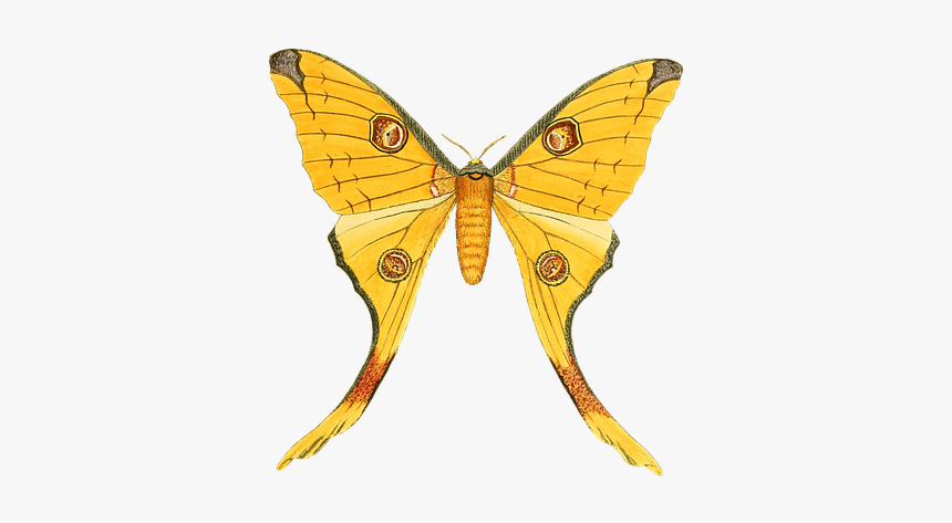 Butterfly, Animal, Insect, Isolated, Vintage - Butterfly, HD Png Download, Free Download