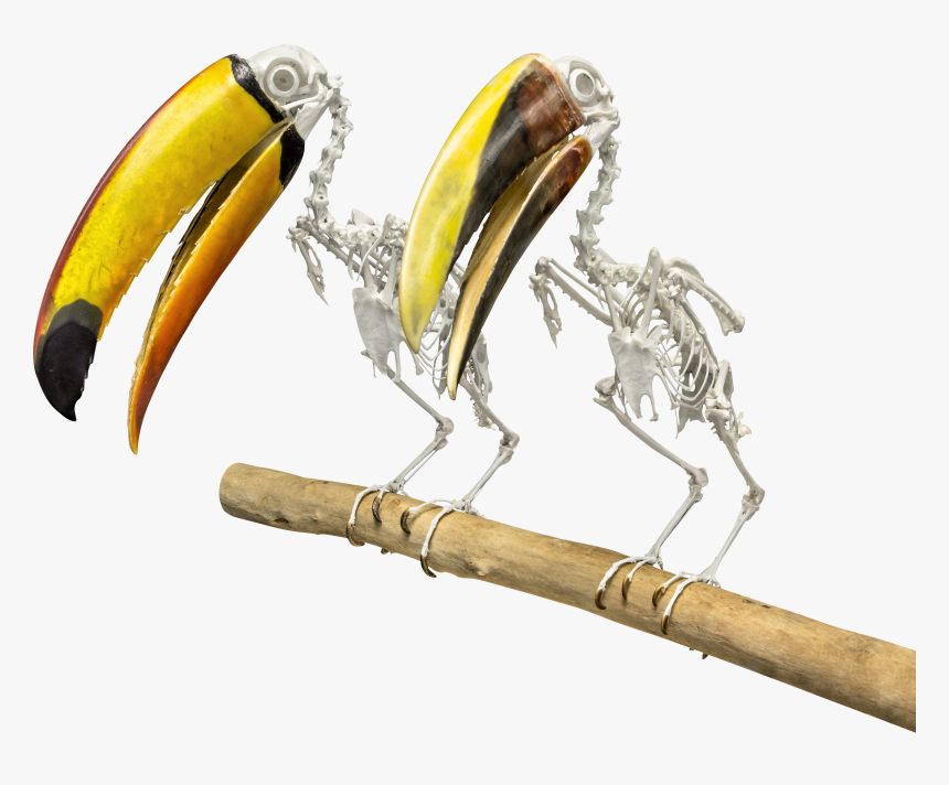 Skeleton Of A Toucan, HD Png Download, Free Download