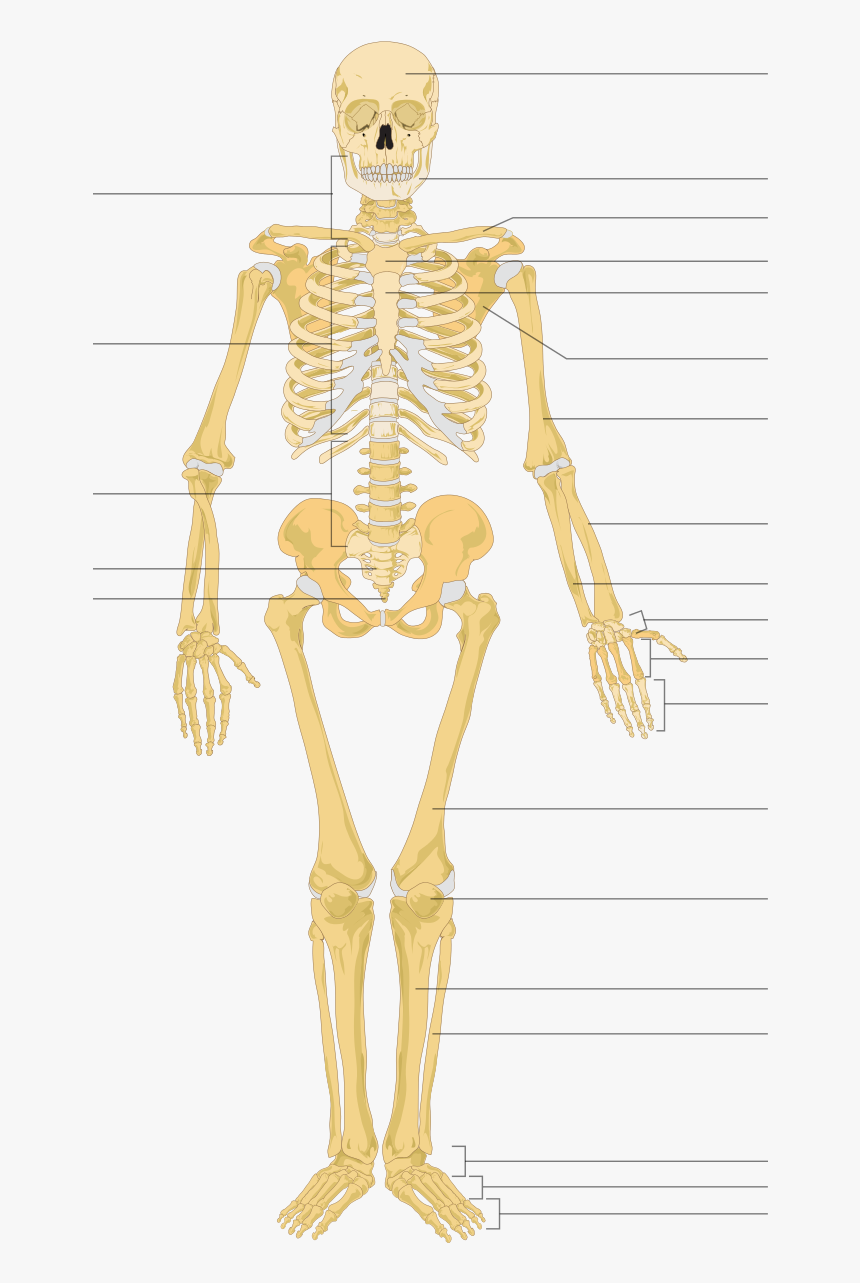 Transparent Skeletons Png - Unlabeled Human Skeleton, Png Download, Free Download