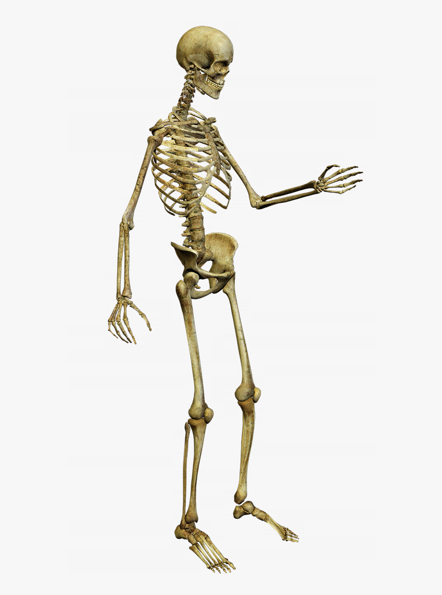 Free Pictures Of Skeletons For Kids, Download Free - Skeleton Png, Transparent Png, Free Download