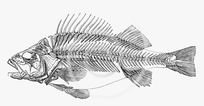 Transparent Skeletons Png - Fish Skeleton Transparent, Png Download, Free Download
