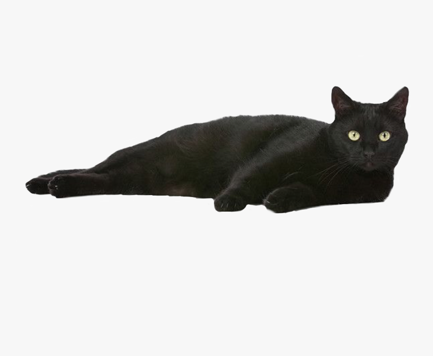 #blackcat #halloween #spooky #skeletons #scary #aestheticpng - Aesthetic Black Cat Png, Transparent Png, Free Download