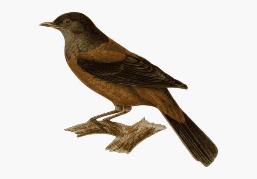 Turdus Rubrocanus Gouldi Png Images - Perched Bird Transparent, Png Download, Free Download