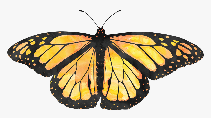 Butterfly Symmetry In Nature, HD Png Download, Free Download