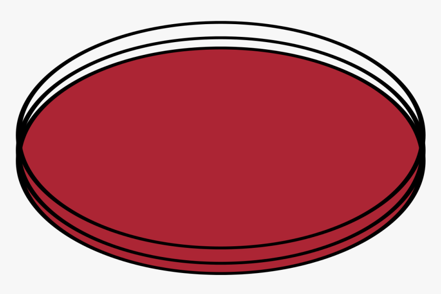 Oval - Circle, HD Png Download, Free Download