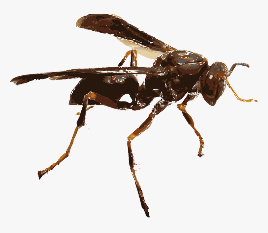 Insect Png Transparent - Cartoon Wasp Black And White, Png Download, Free Download