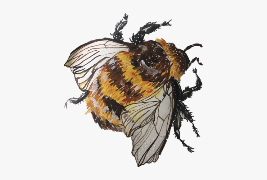 Image - Bumblebee, HD Png Download, Free Download