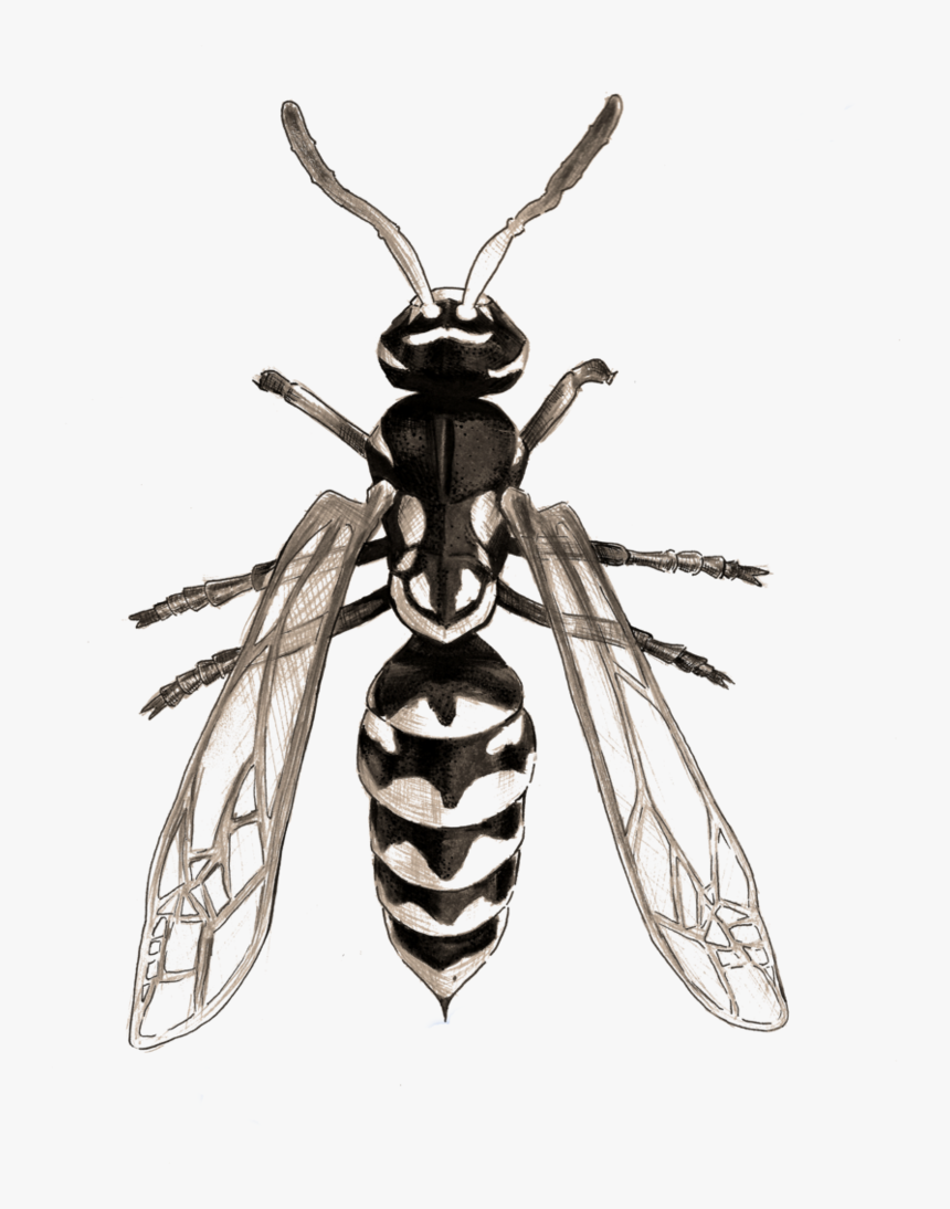 Drawing Insect Wasp Image Free Stock - Net-winged Insects, HD Png Download, Free Download