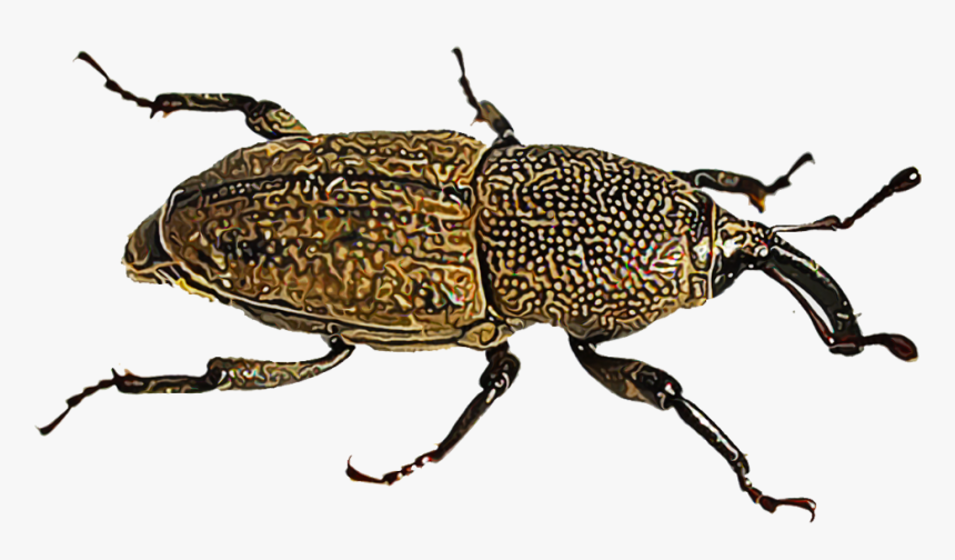 Illustration Of A Billbug - Weevil, HD Png Download, Free Download