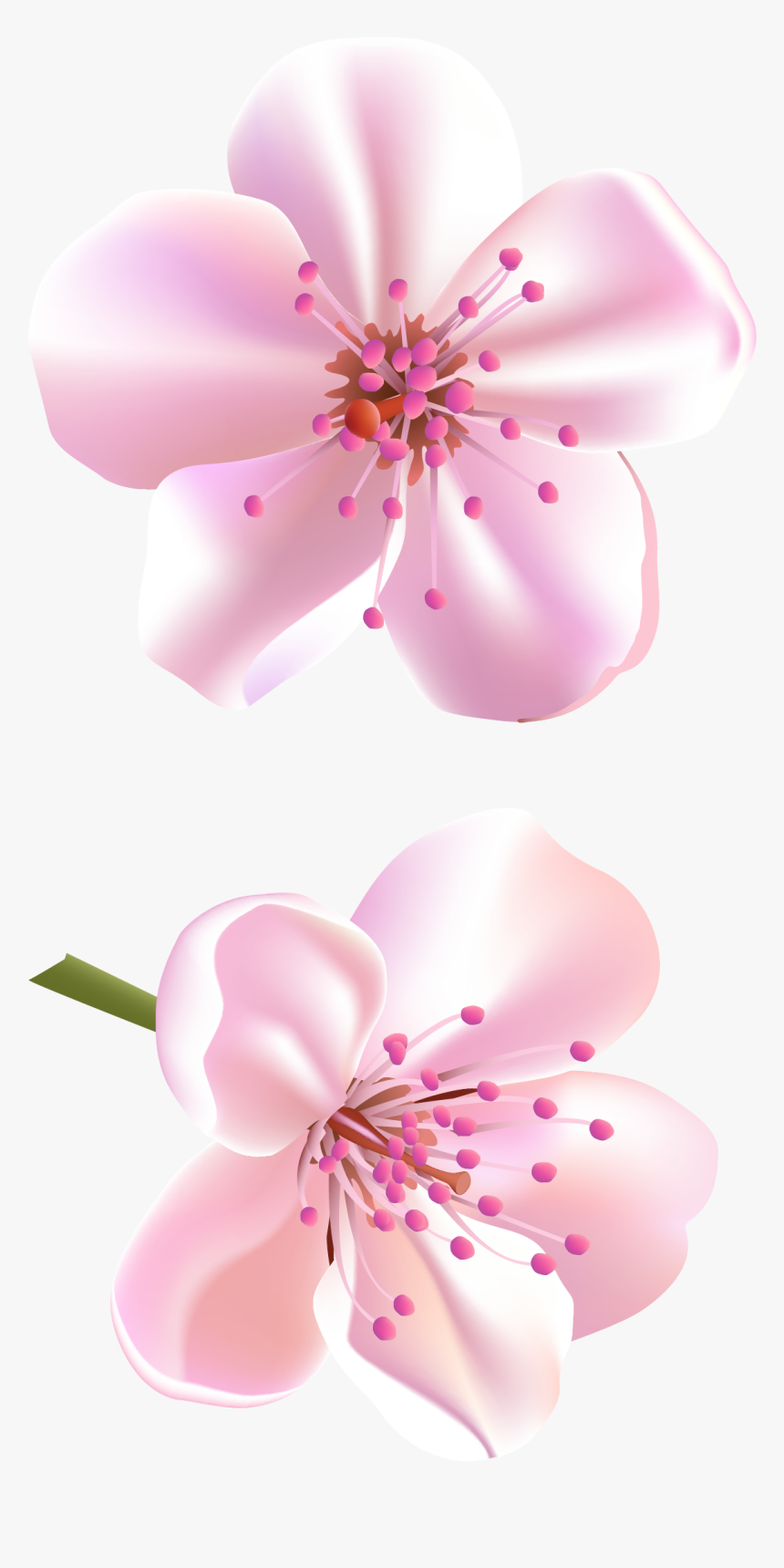 Flower Cherry Blossom Clipart, HD Png Download, Free Download