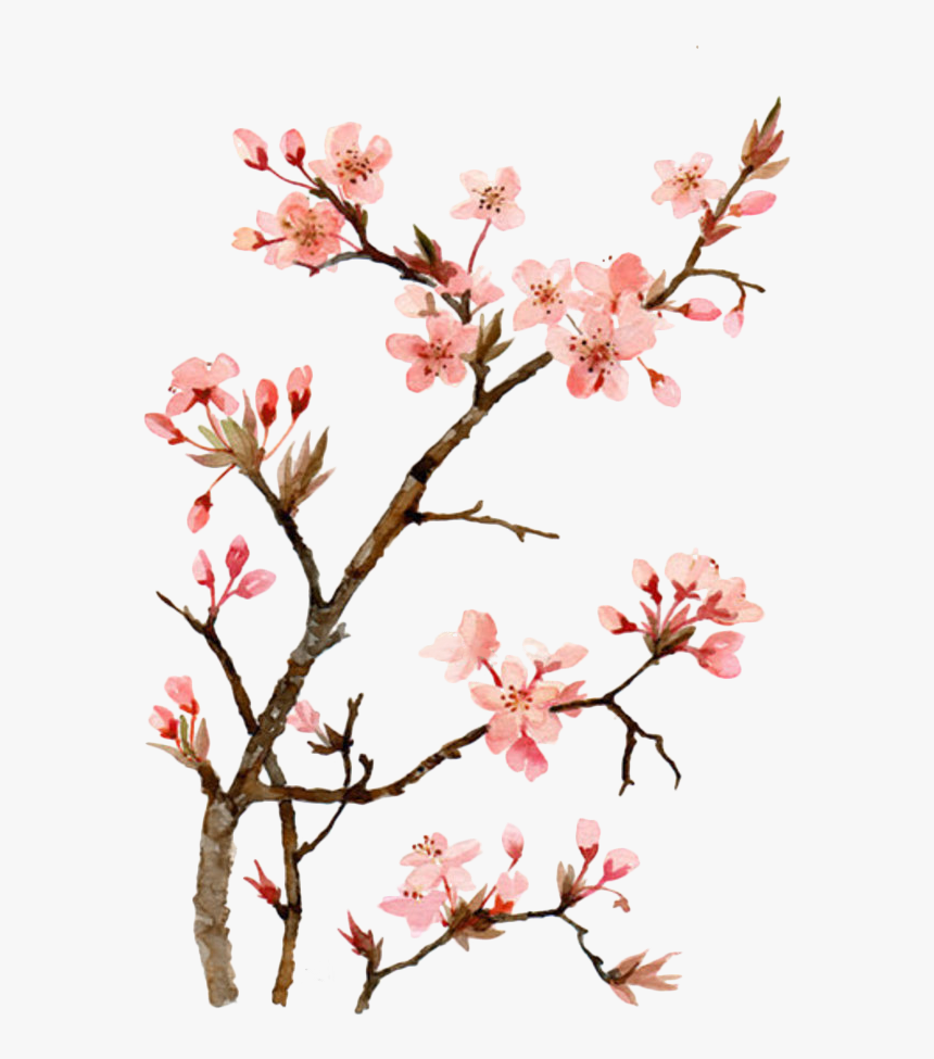 Twig Drawing Cherry Blossom - Cherry Blossom Drawing Painting, HD Png Download, Free Download