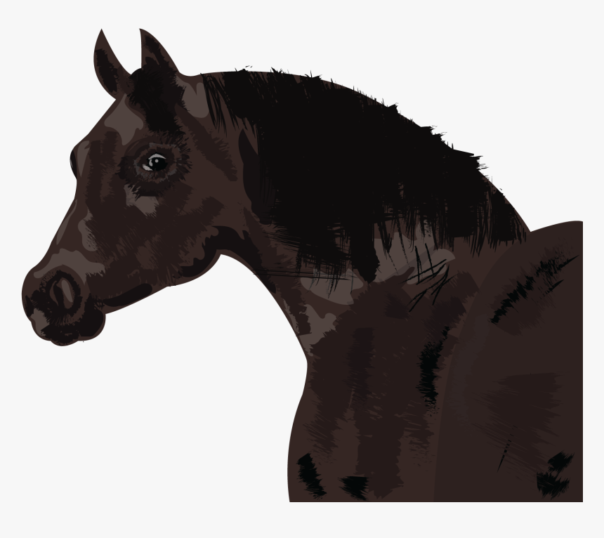 - Stallion - Mane, HD Png Download, Free Download