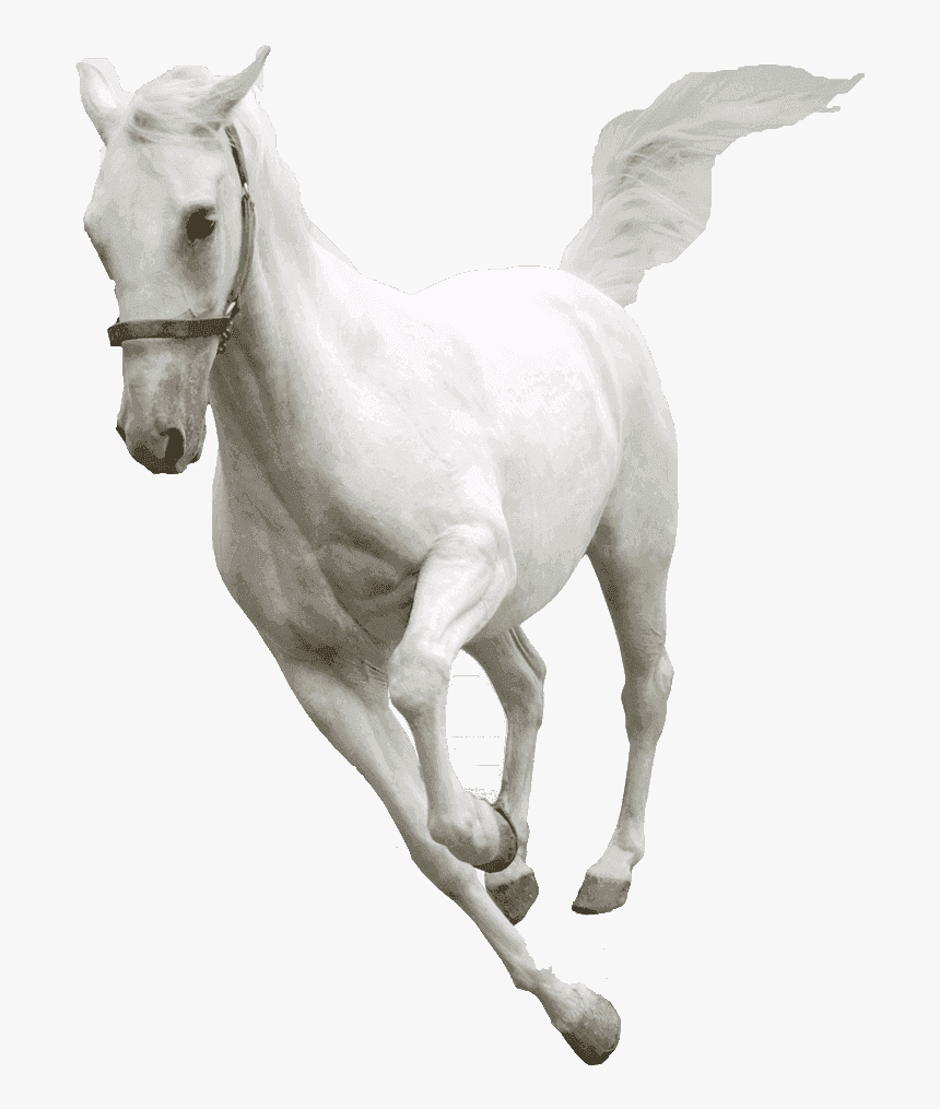 White Horse Transparent Background Horse Png Transparent, Png Download, Free Download