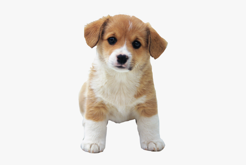 So Cute Puppies Image - Puppy Png, Transparent Png, Free Download