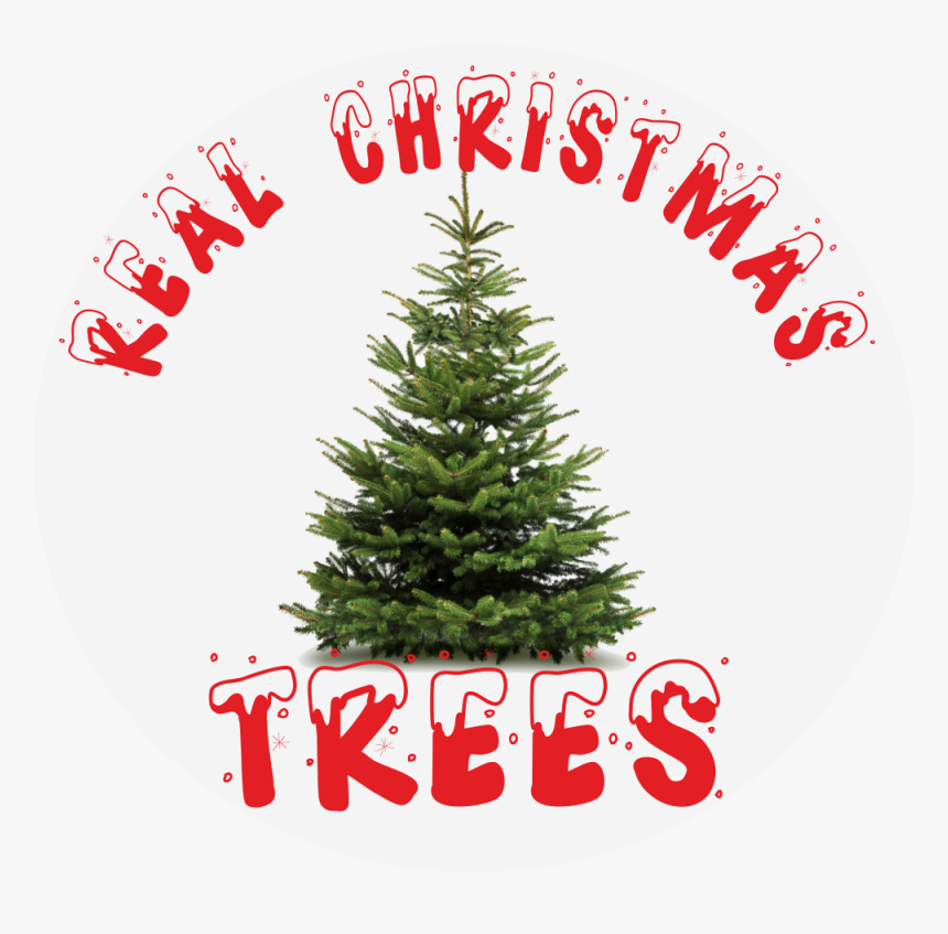 Transparent Real Christmas Tree Png - Christmas Ornament, Png Download, Free Download