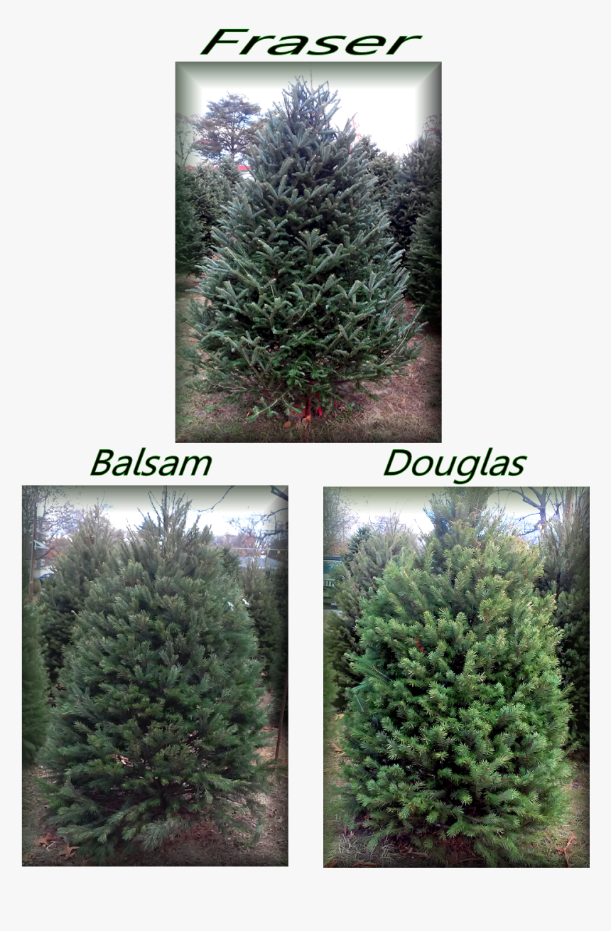 856 228 2247 Blackwood Christmas Trees - Mexican Pinyon, HD Png Download, Free Download