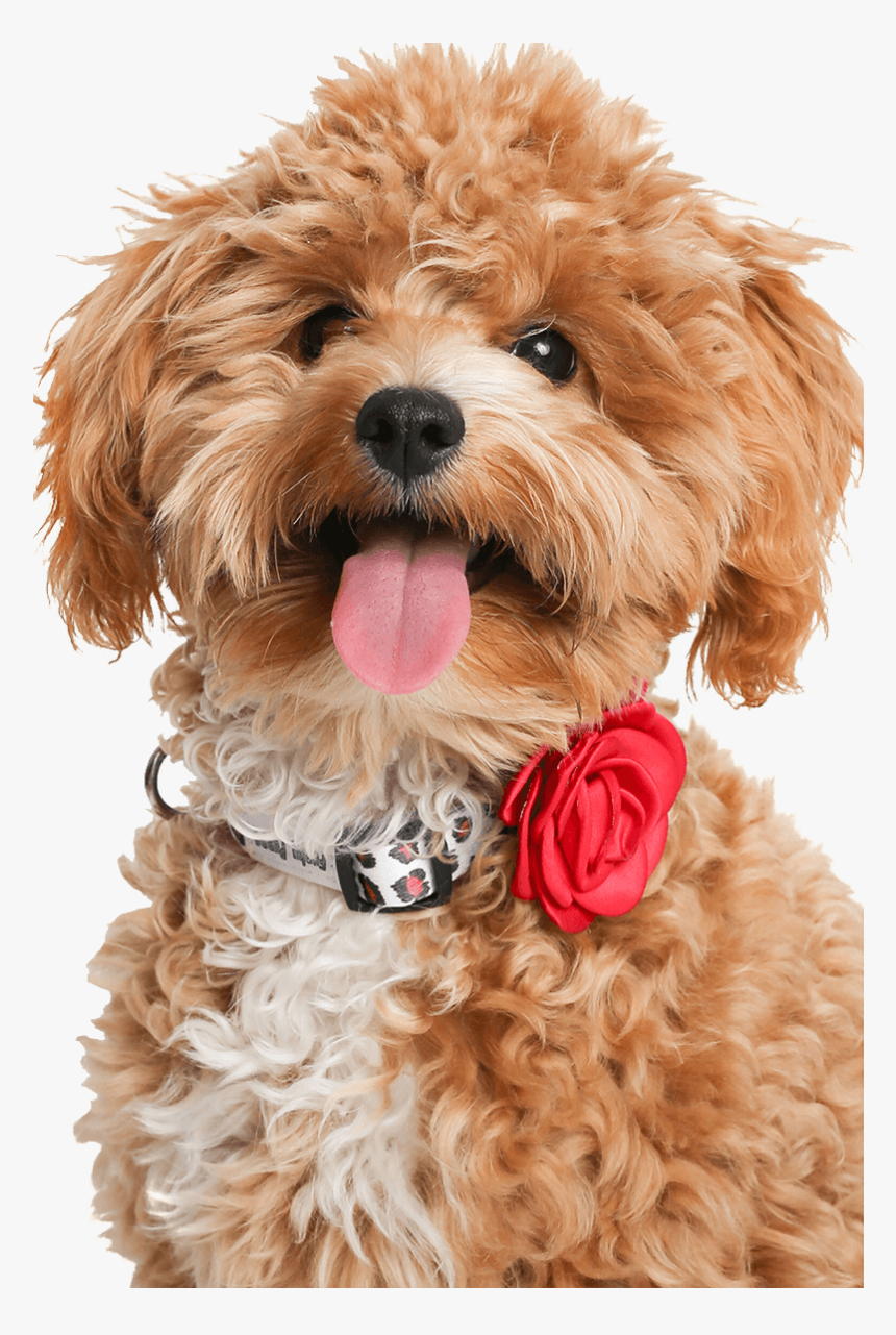 Labradoodle, HD Png Download, Free Download