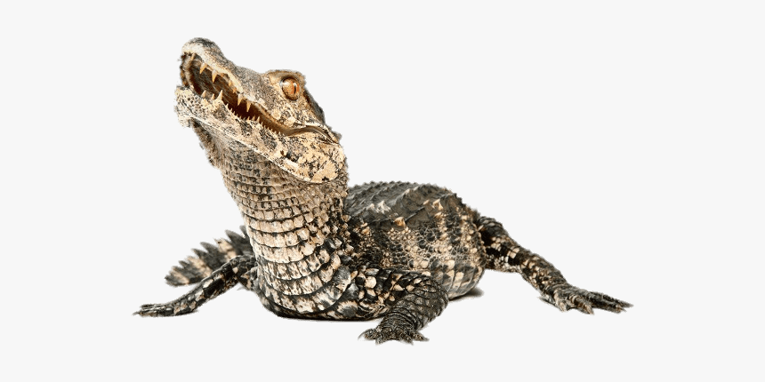 Dwarf Caiman - Caiman Png, Transparent Png, Free Download