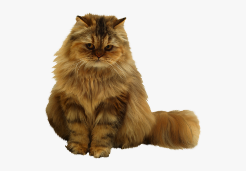 Chat - Chat Png Chat Transparent, Png Download, Free Download