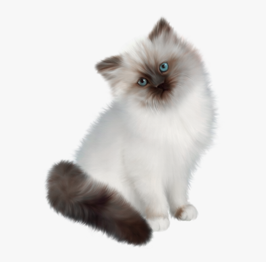 Siamese Cat Clear Background - Siamese White Persian Cat, HD Png Download, Free Download