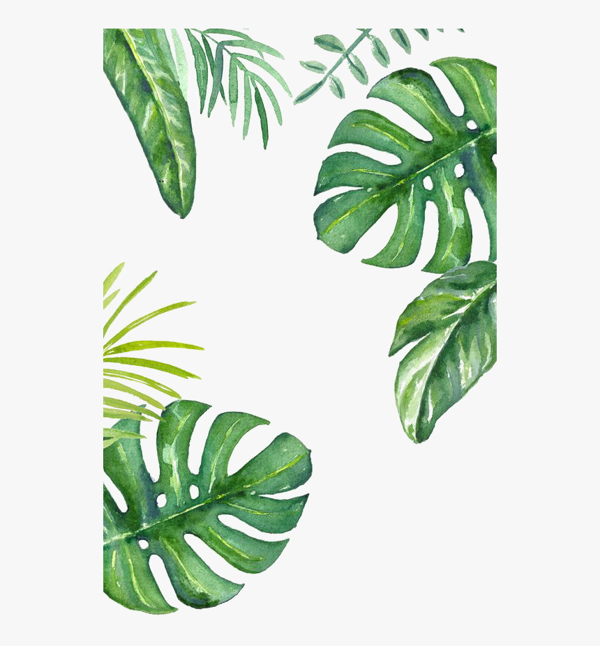 Banana Leaf Wallpaper - Plant Backgrounds, HD Png Download, Free Download