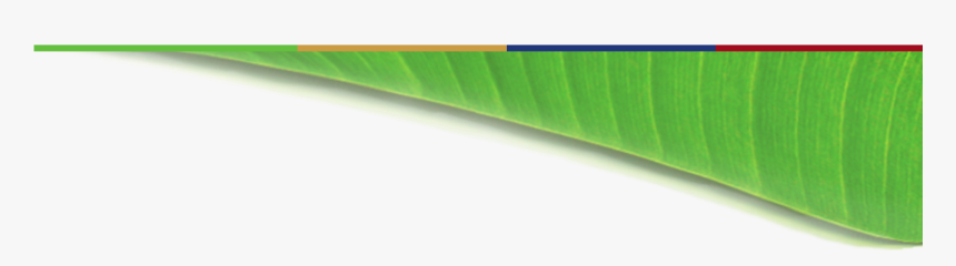 ิ Banana Leaf Bg , Png Download - Ensete, Transparent Png, Free Download