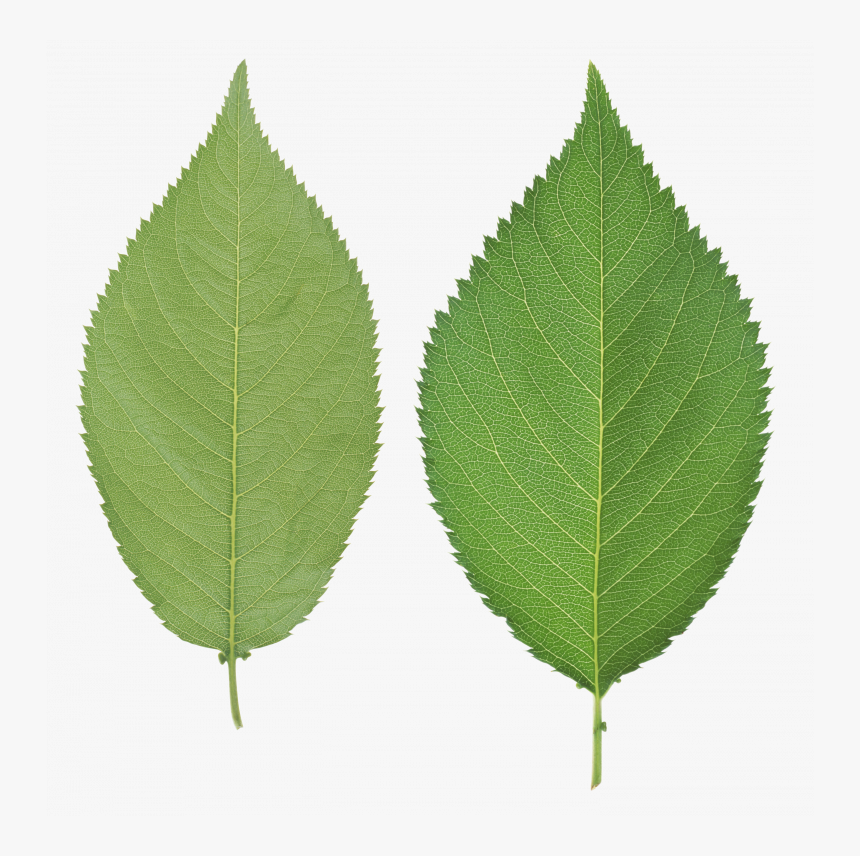 Download For Free Green Leaves Png Clipart - Birch Leaf Transparent Background, Png Download, Free Download