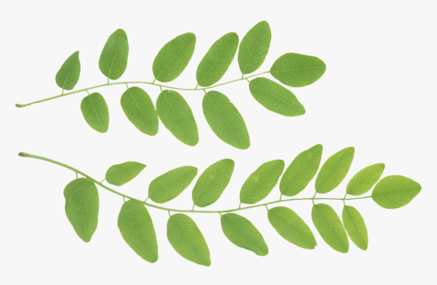 Green Leaves Png Clipart E1500557112793 300x182green - Tree, Transparent Png, Free Download