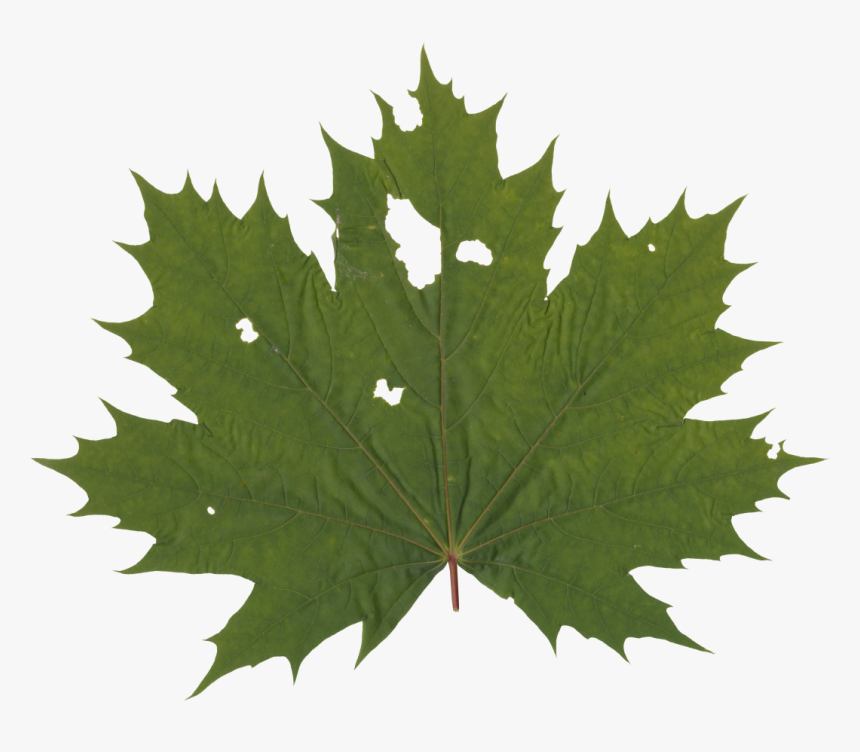 Transparent Grape Leaf Png - Maple Leaf Silhouette Free, Png Download, Free Download