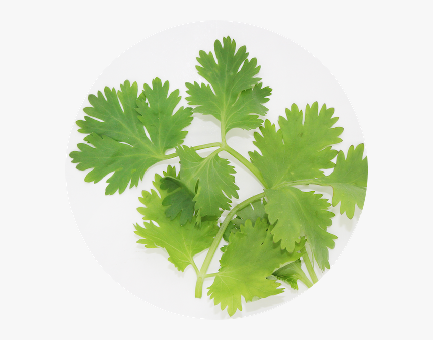 Coriander , Png Download - Coriander, Transparent Png, Free Download