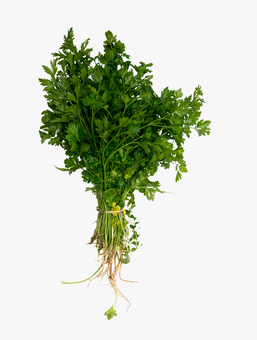 Cilantro - Trachelium Green, HD Png Download, Free Download